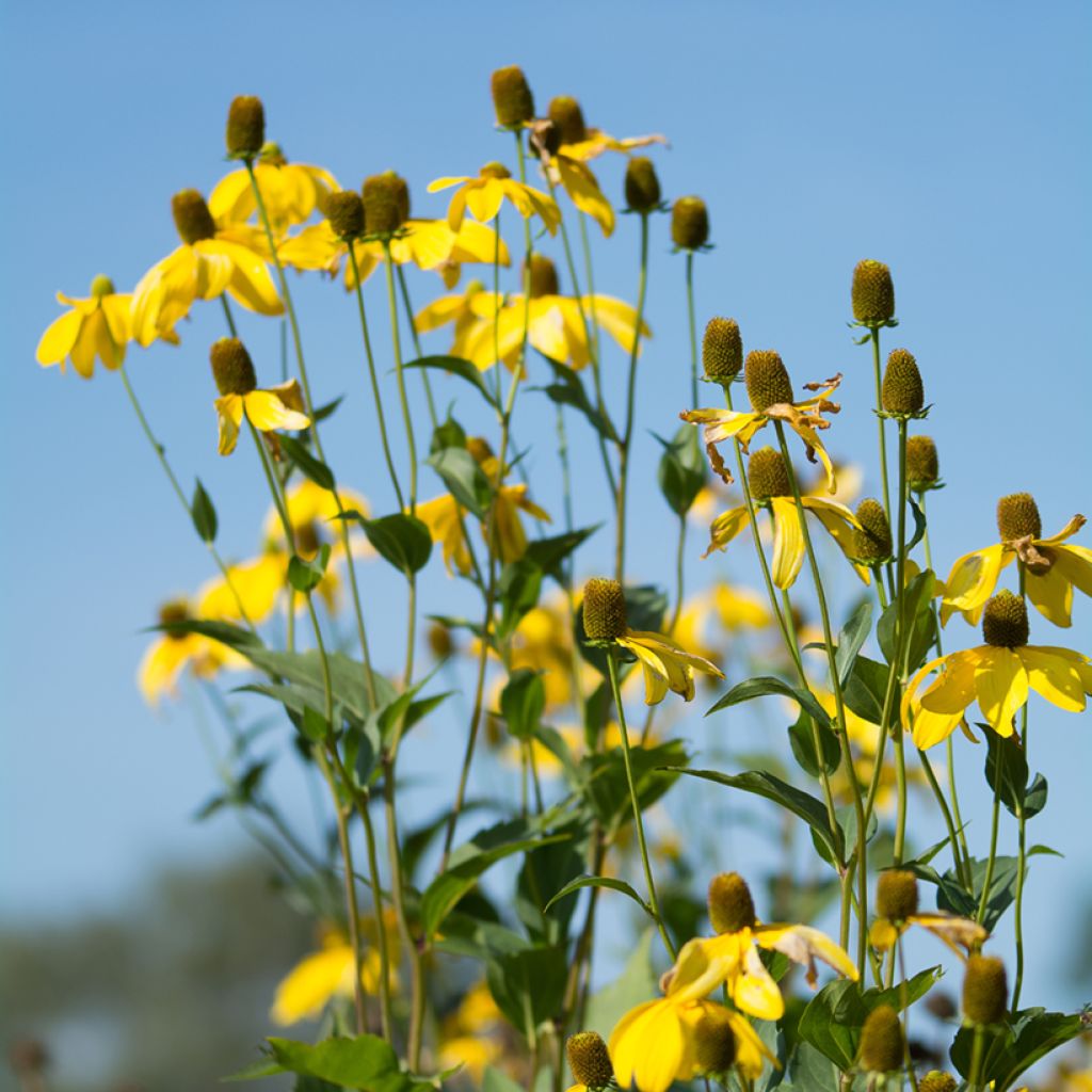 Ratibida pinnata - Equinácea de pradera pinnada