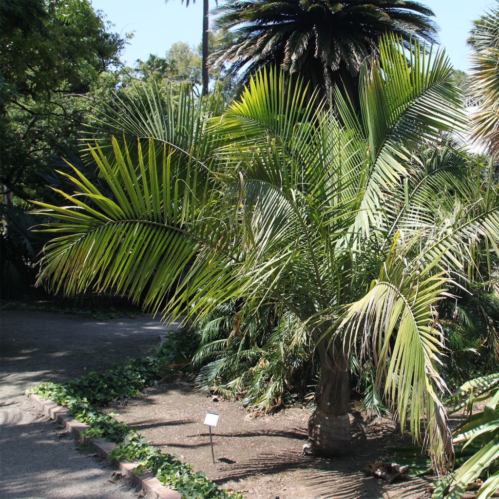 Ravenea rivularis - Palmier majestueux ou Ravénéa des berges