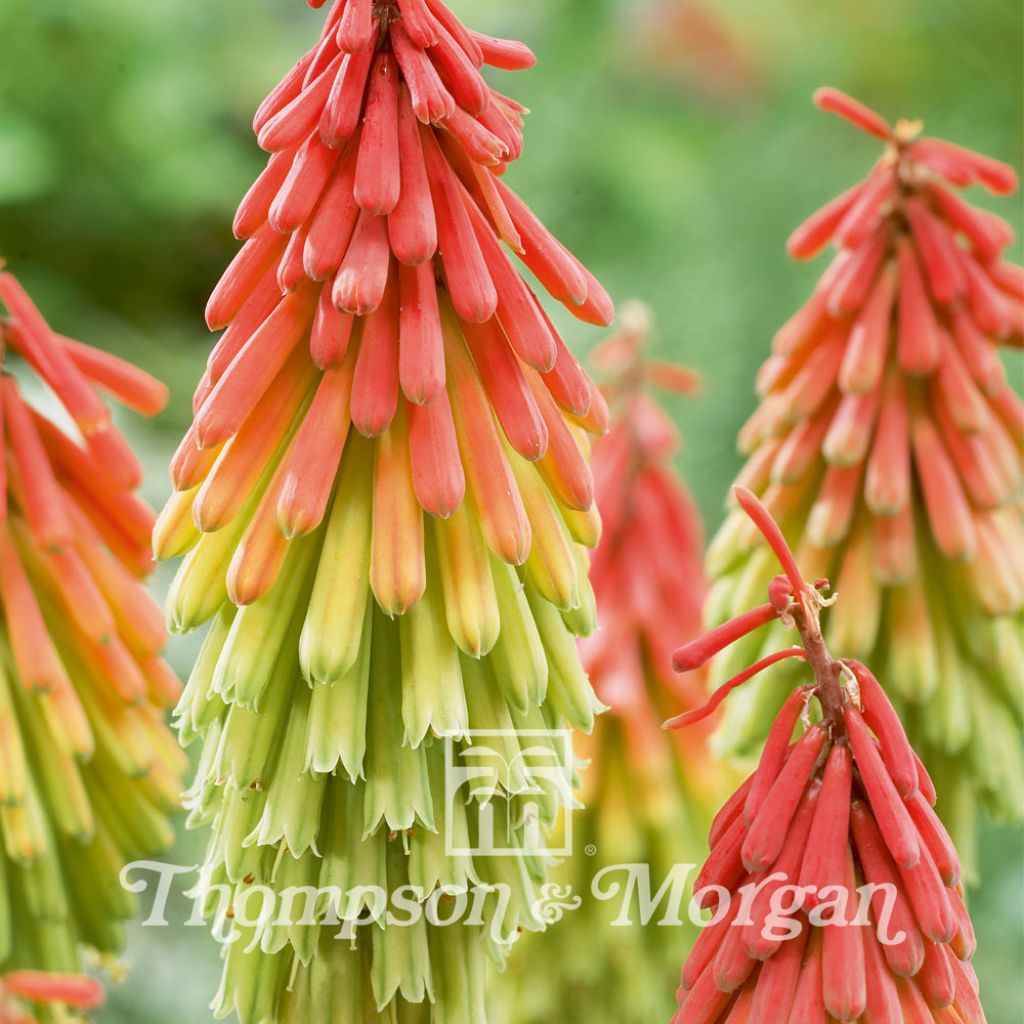 Red Hot Poker (Kniphofia) Traffic Lights 