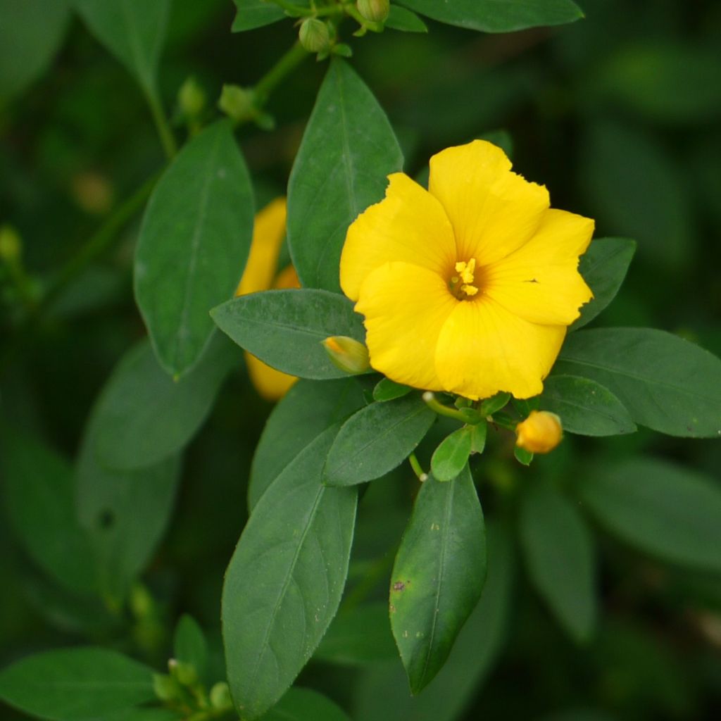 Reinwardtia indica - Lin jaune arbustif