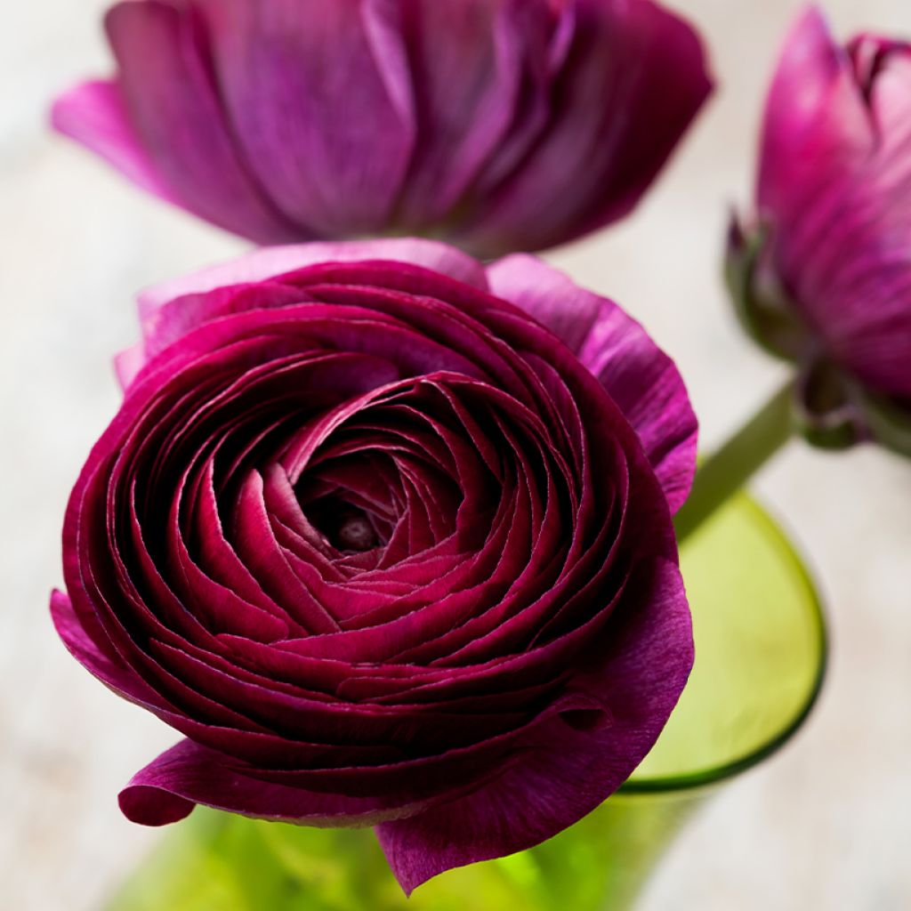 Ranunculus asiaticus Pauline Violet - Ranúnculo