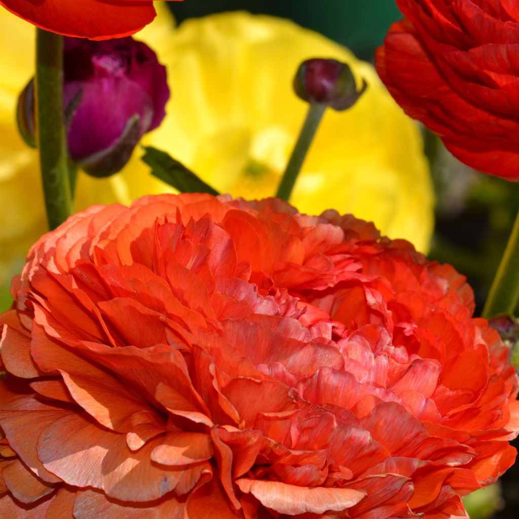 Renoncule fleur double rouge - Ranunculus asiaticus