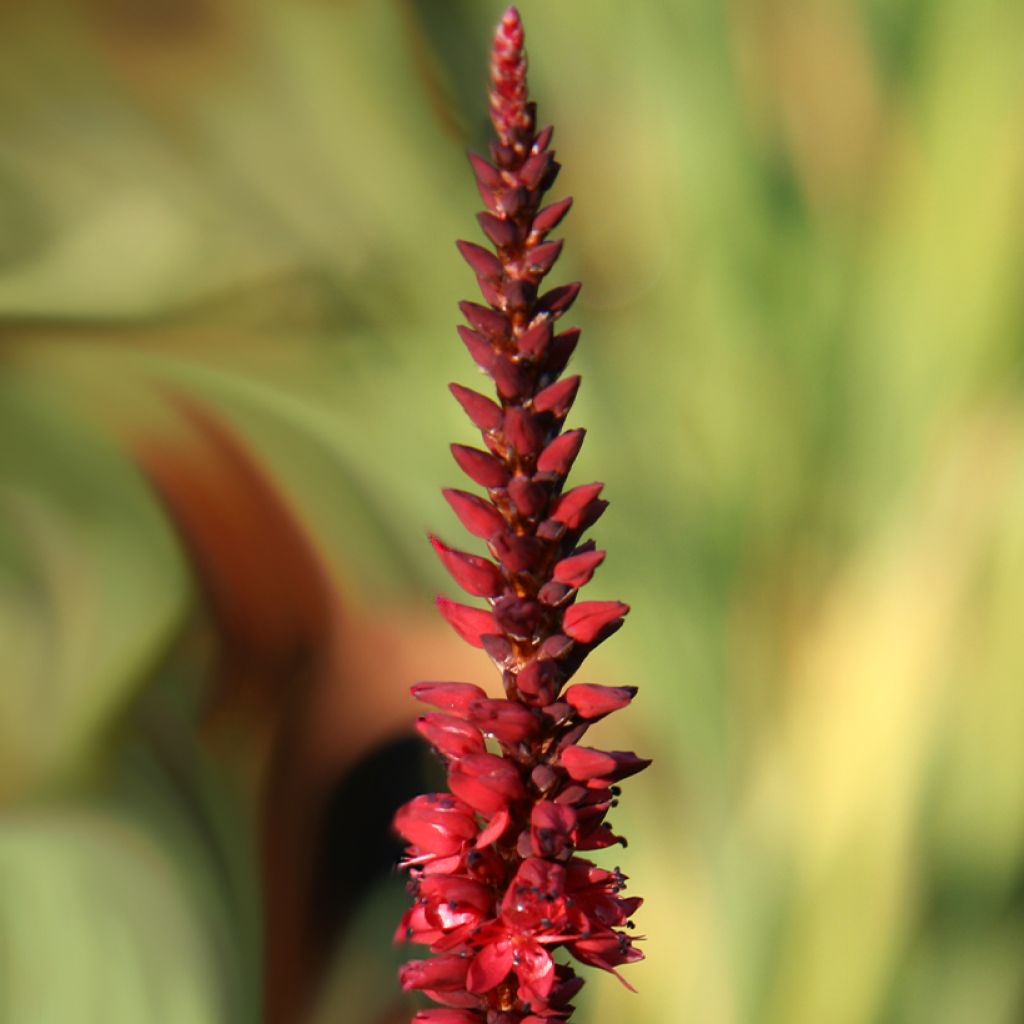 Persicaria amplexicaulis Black Dreams