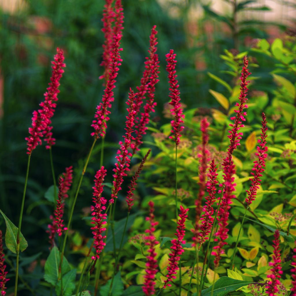 Persicaria amplexicaulis Black Dreams