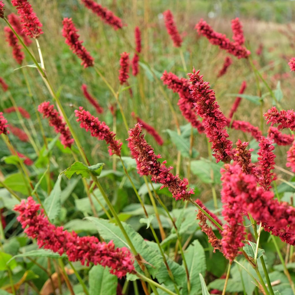 Persicaria amplexicaulis Fat Domino