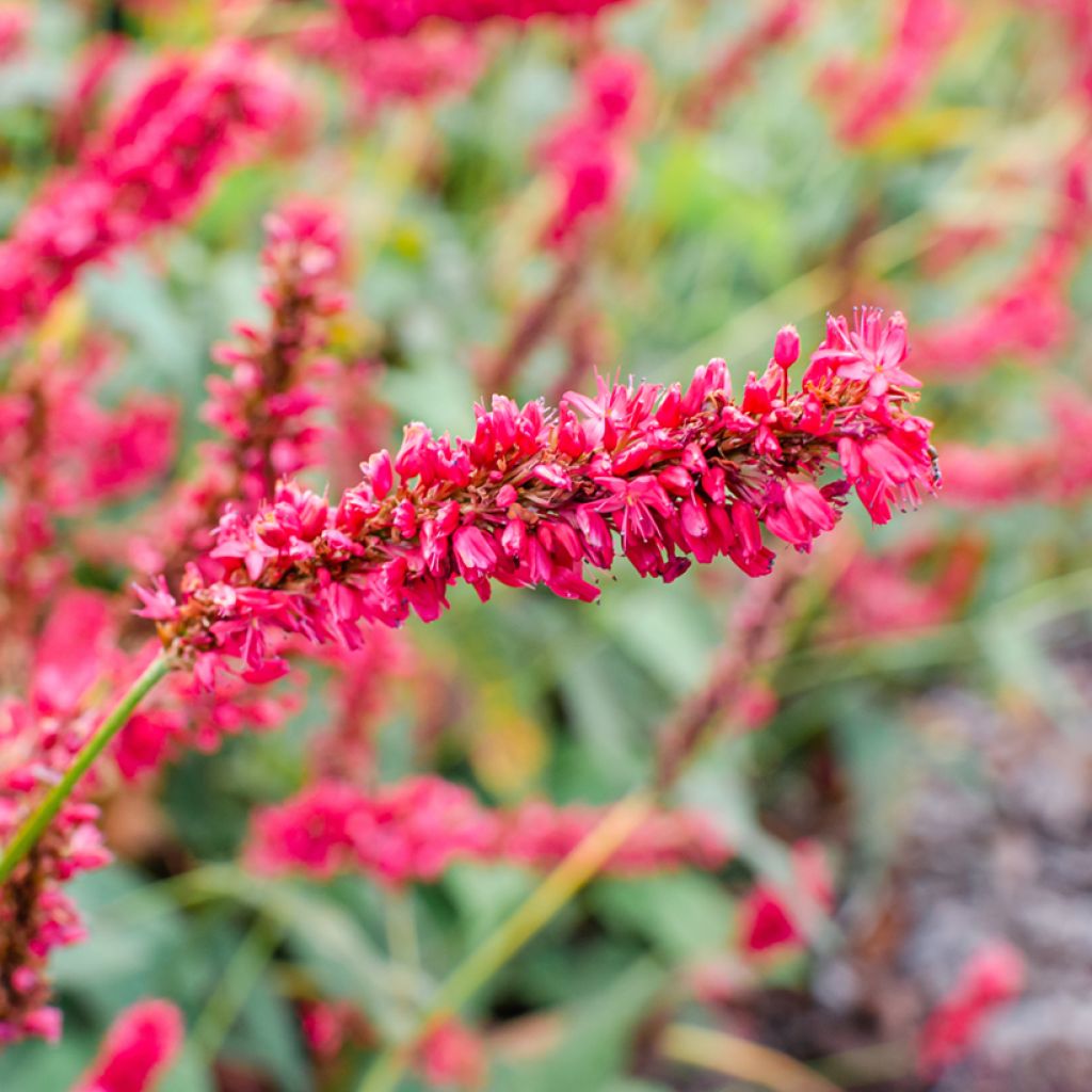 Persicaria amplexicaulis Fat Domino