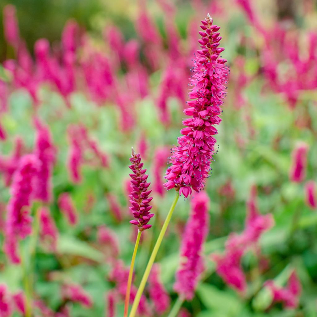 Persicaria amplexicaulis Golden Arrow