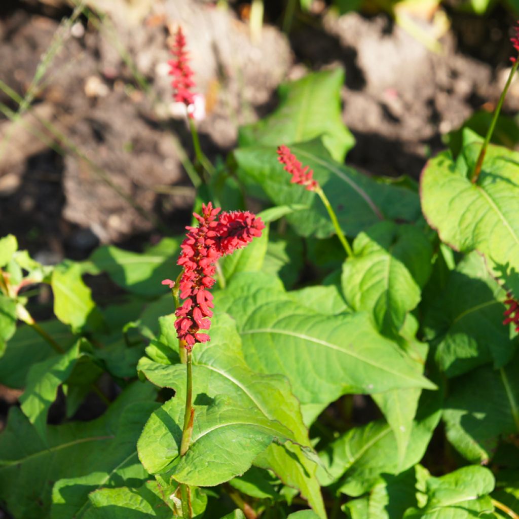 Persicaria amplexicaulis JS Caliente