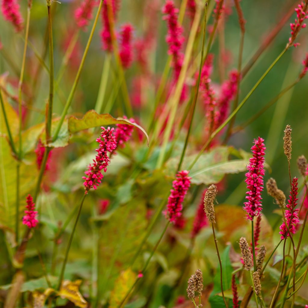 Persicaria amplexicaulis Orange Field