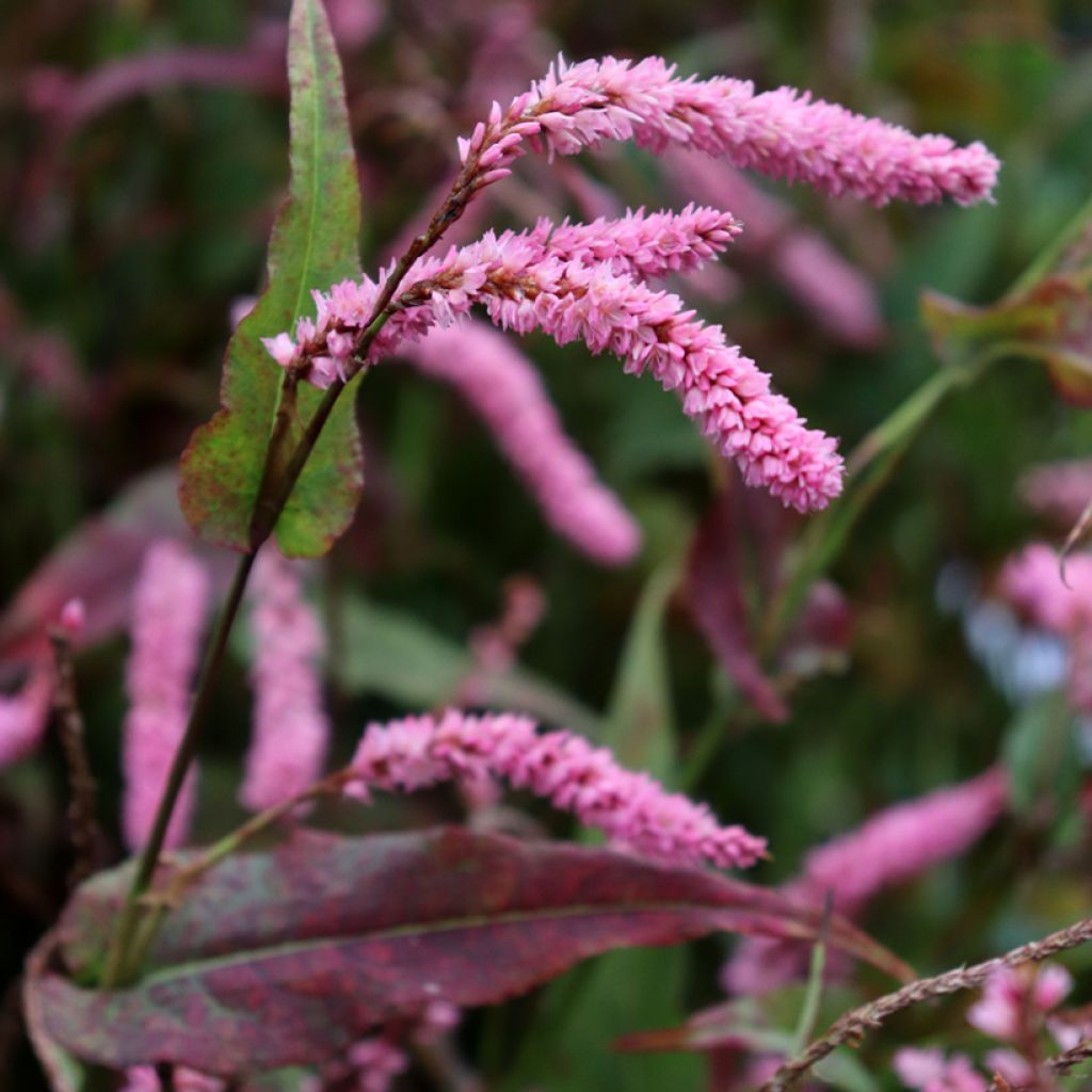 Persicaria amplexicaulis Pink Elephant