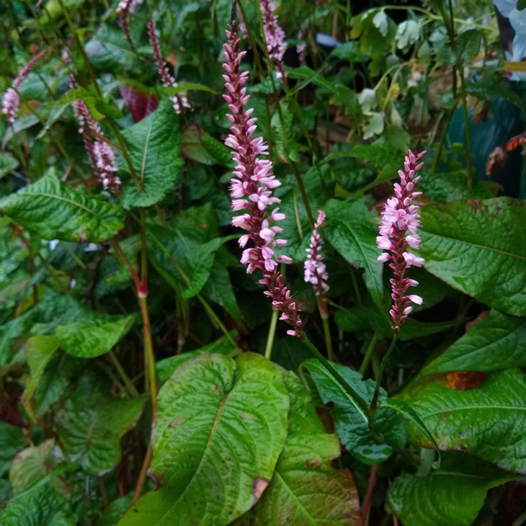 Persicaria amplexicaulis Rosea