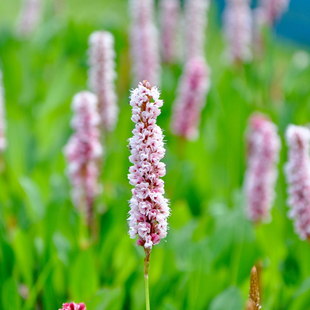 Persicaria bistorta Superba