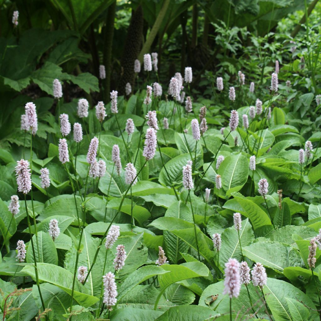 Persicaria bistorta Superba