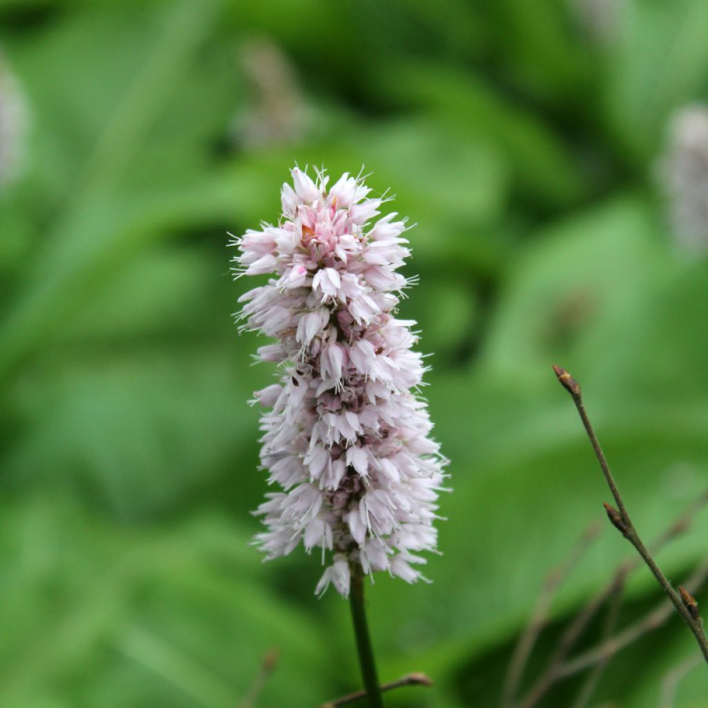 Persicaria bistorta Superba