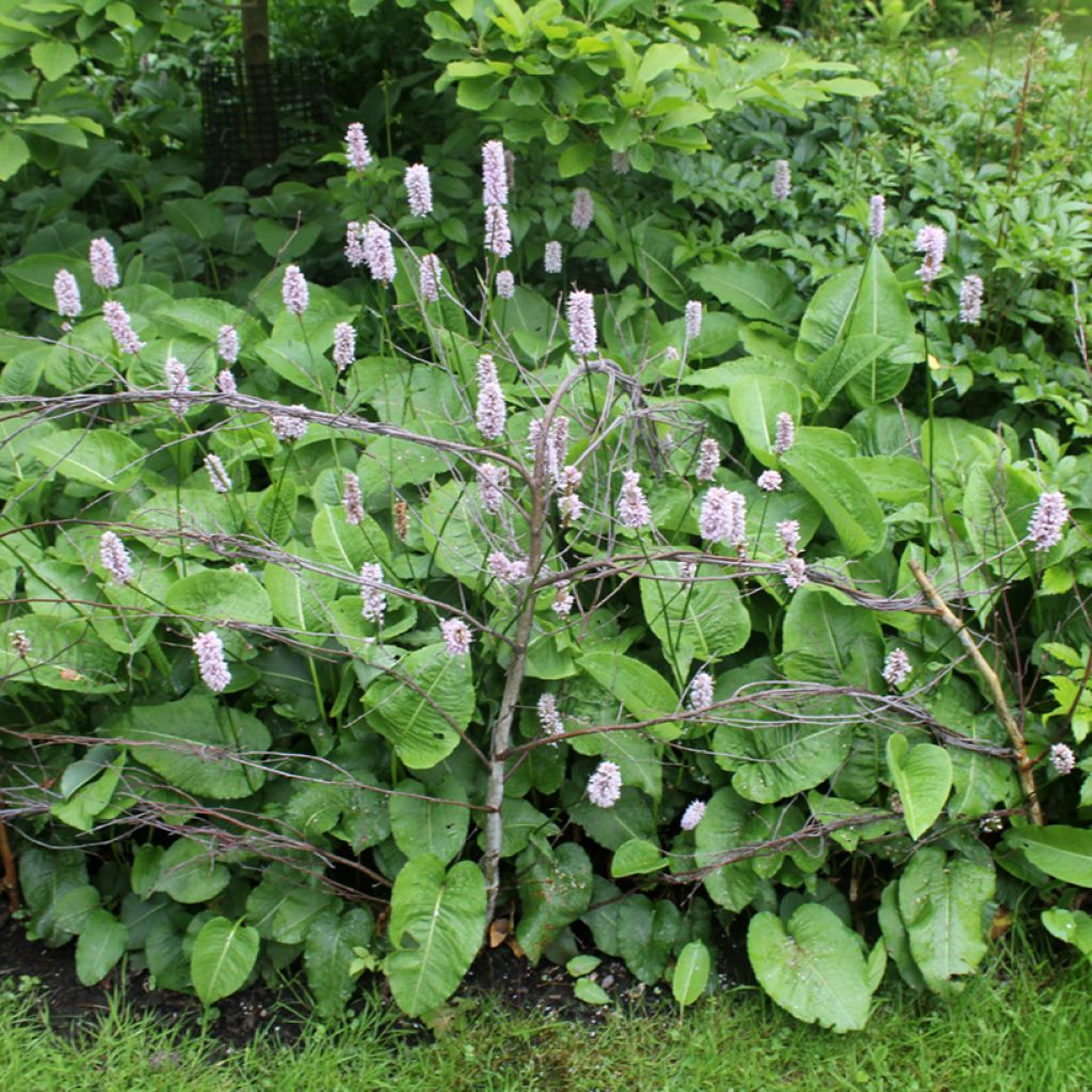 Persicaria bistorta Superba