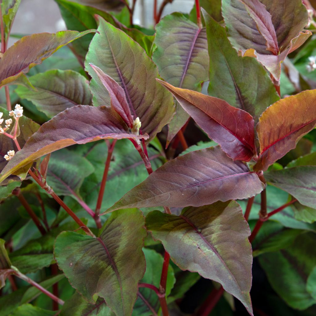 Persicaria microcephala Red Dragon