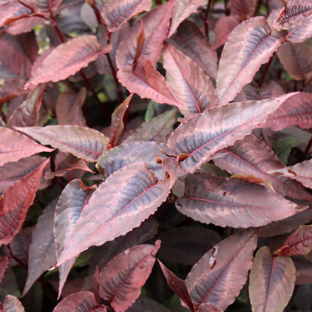 Persicaria microcephala Red Dragon