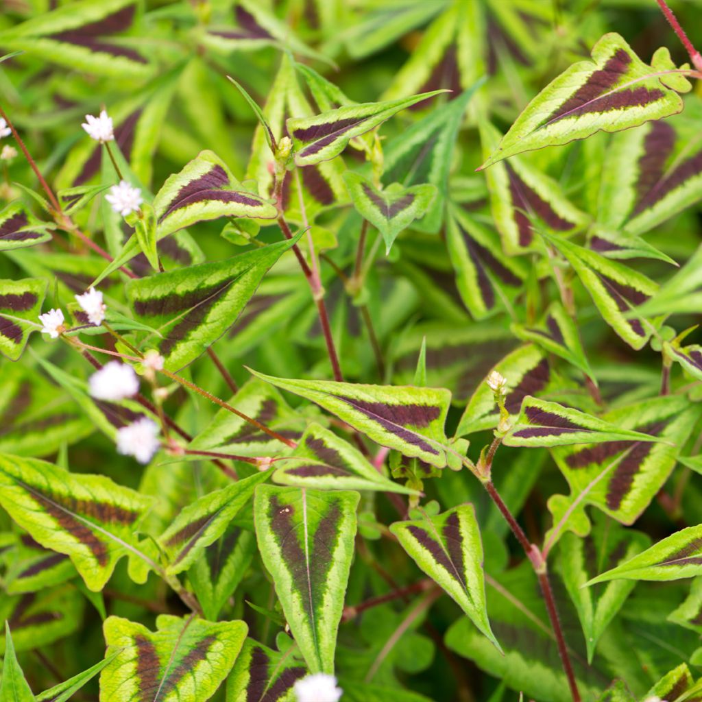 Renouée - Persicaria runcinata Yunnan Giant