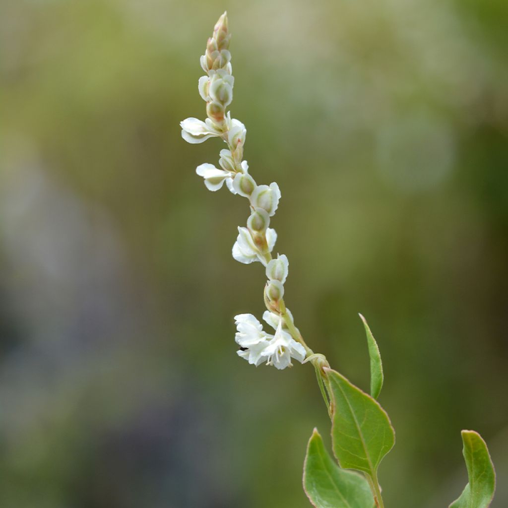 Fallopia aubertii - Polígono