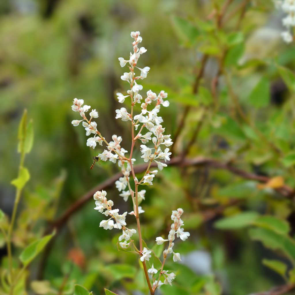 Fallopia aubertii - Polígono