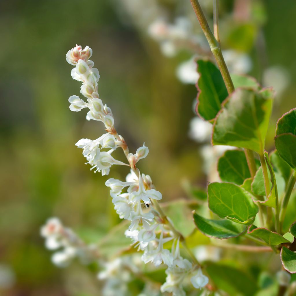 Fallopia aubertii - Polígono