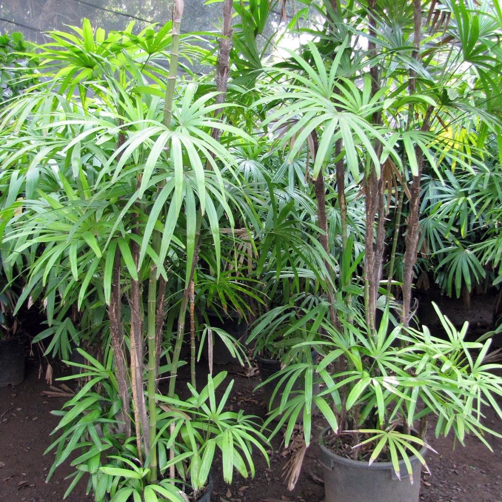 Rhapis excelsa - Palmier bambou