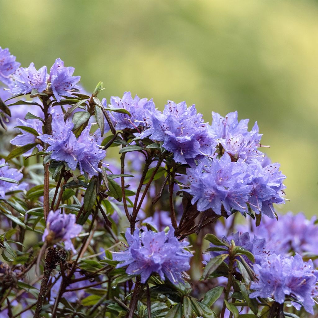 Rhododendron Blue Tit