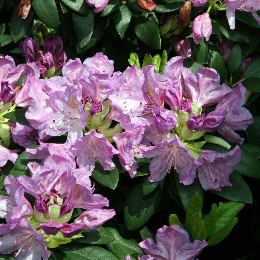 Rhododendron catawbiense Grandiflorum