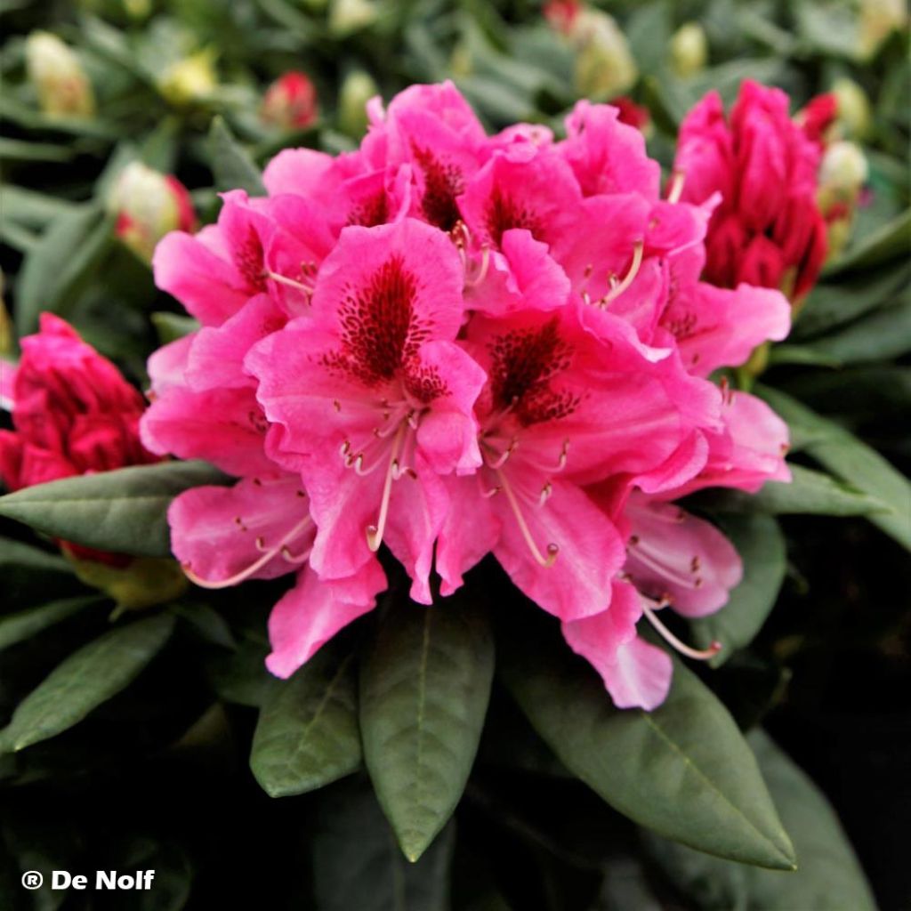 Rhododendron hybride Cosmopolitan