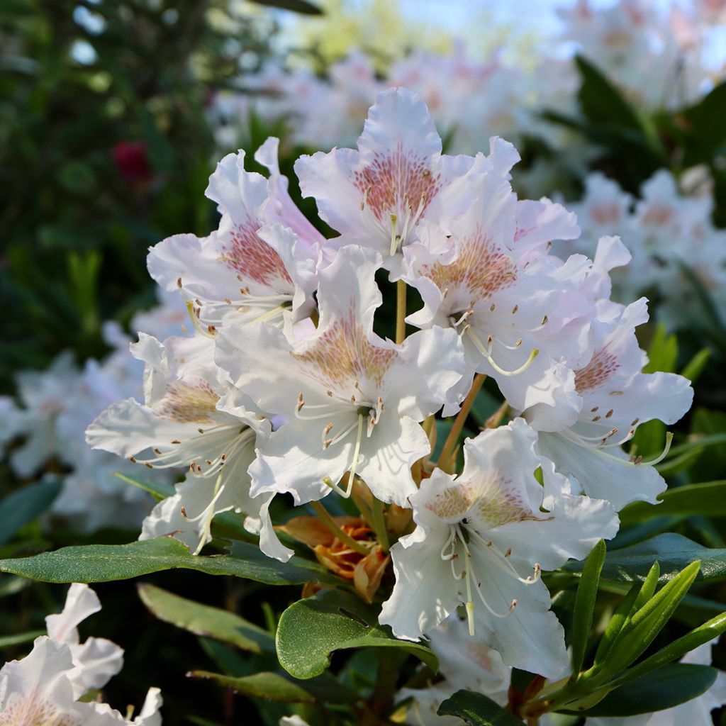 Rhododendron Cunningham's White