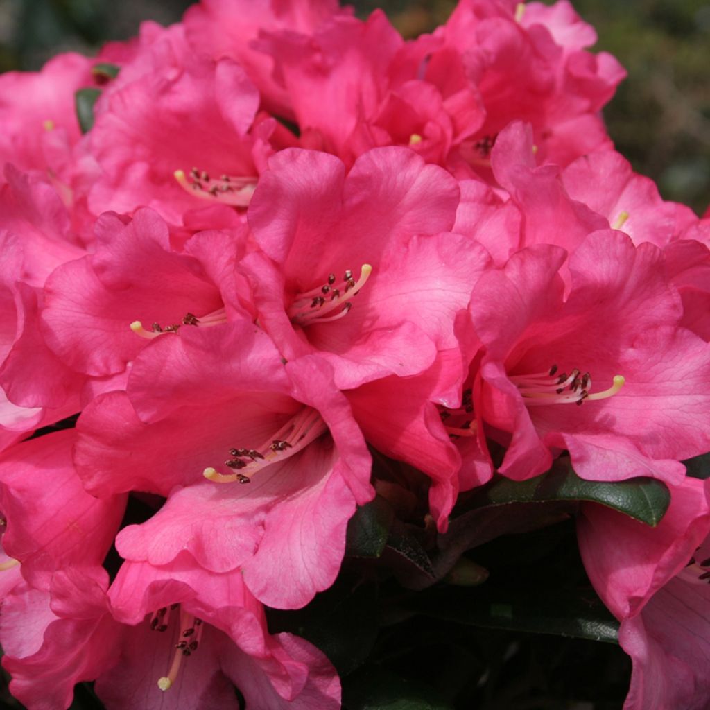 Rhododendron yakushimanum Debbie Dane