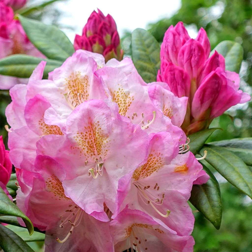 Rhododendron INKARHO Brigitte