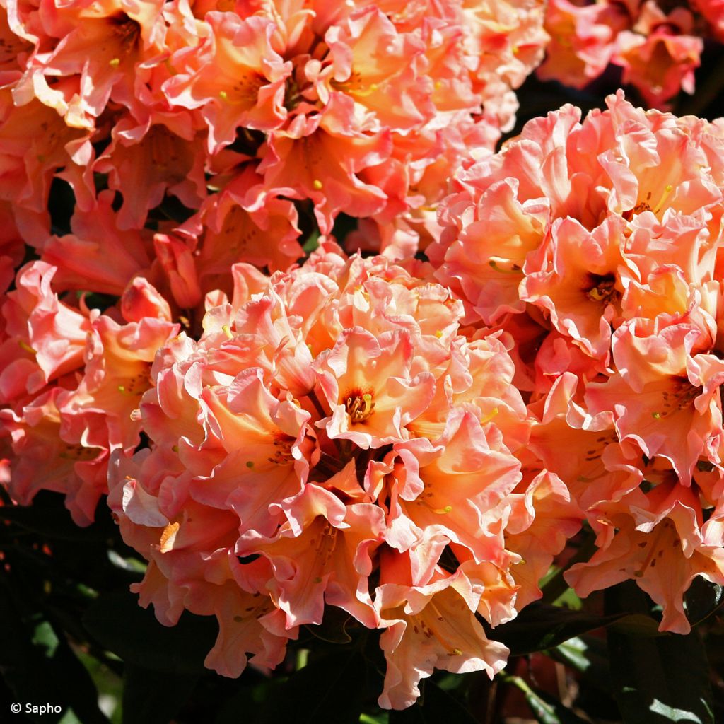 Rhododendron Lady Lasa