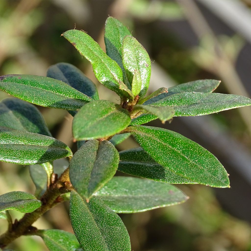 Rhododendron Moerheim - Rhododendron nain