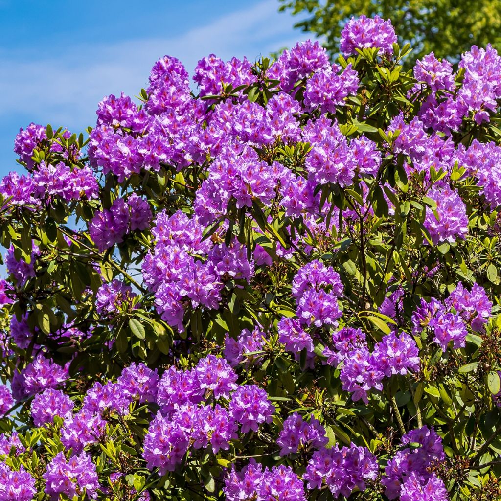 Rhododendron Red Eye