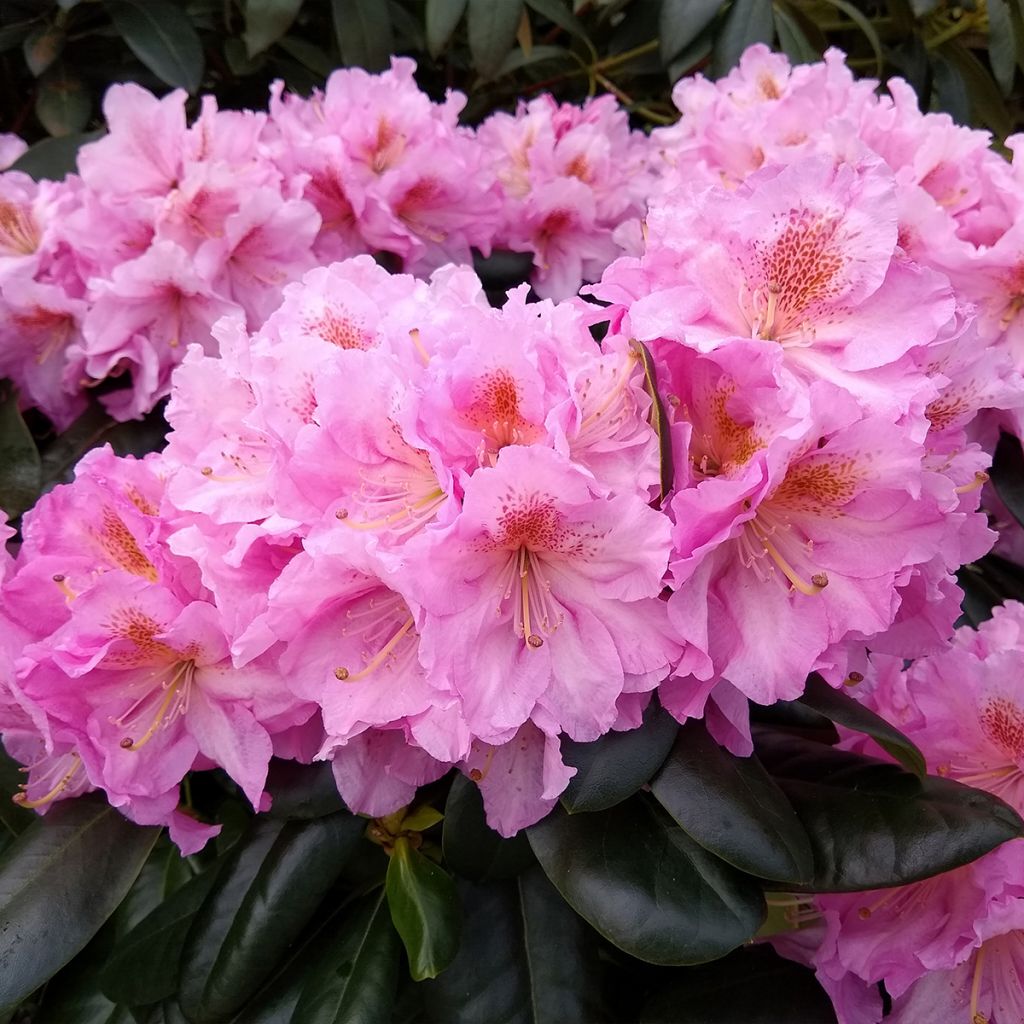 Rhododendron Scintillation