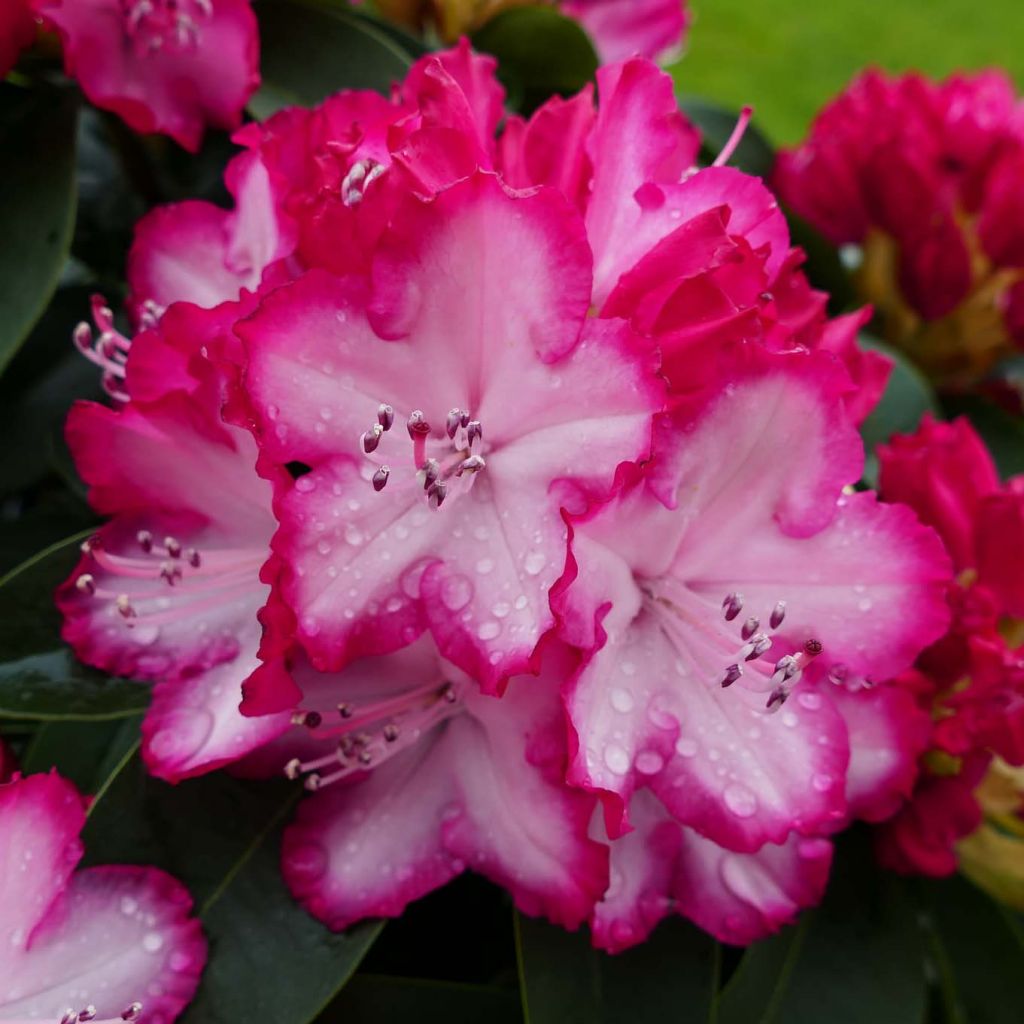 Rhododendron XXL