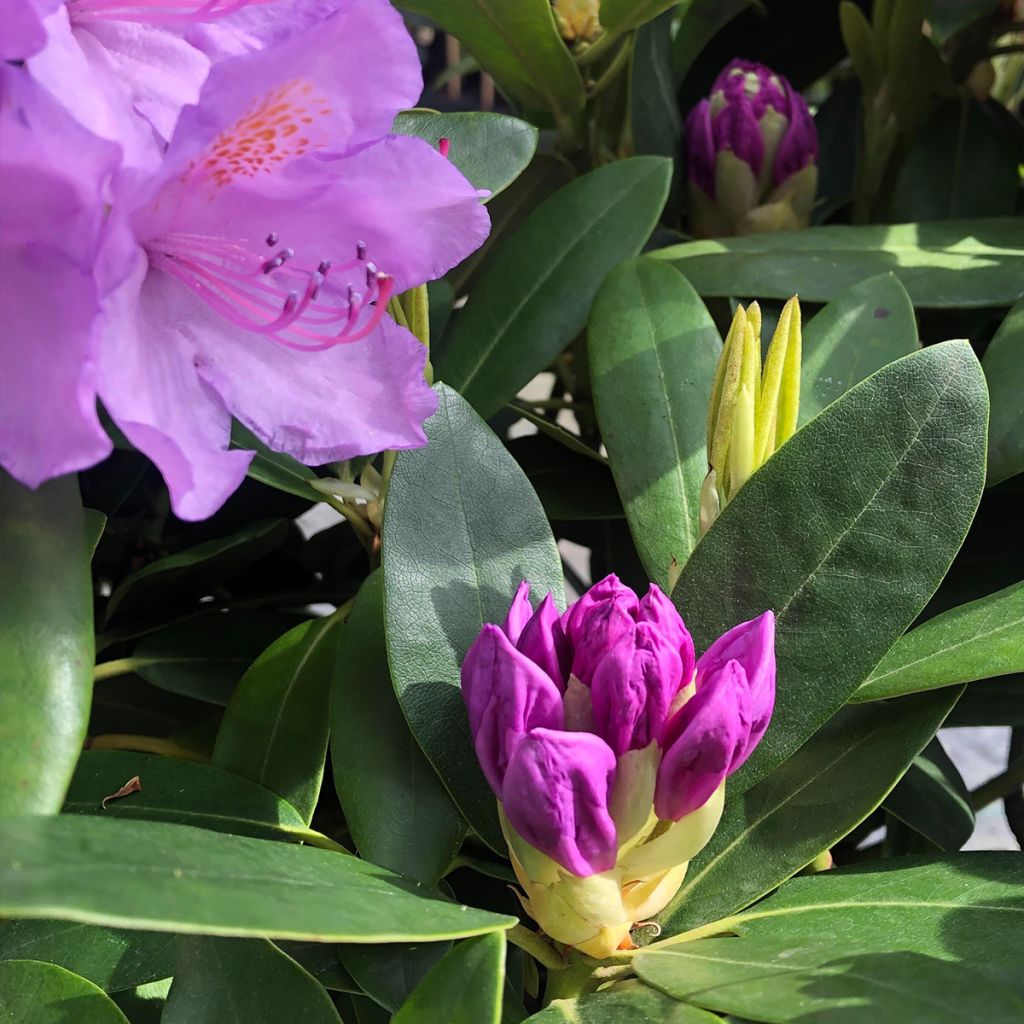 Rhododendron catawbiense Grandiflorum - Grand rhododendron