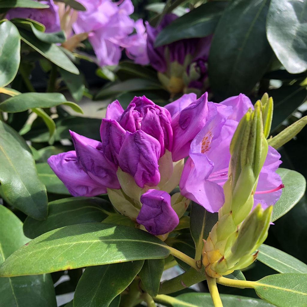 Rhododendron catawbiense Grandiflorum - Grand rhododendron