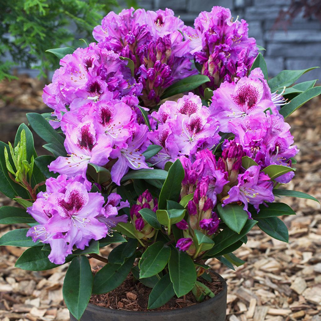 Rhododendron Easydendron INKARHO Pfauenauge