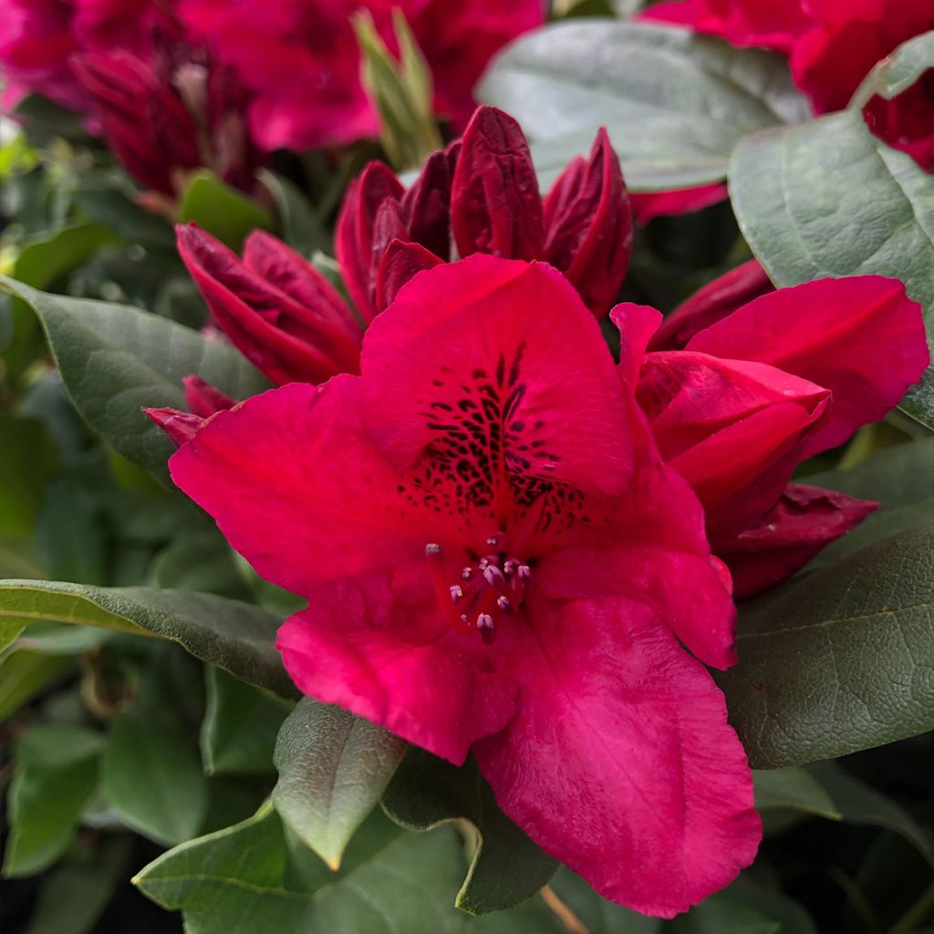 Rhododendron hybride Lord Roberts