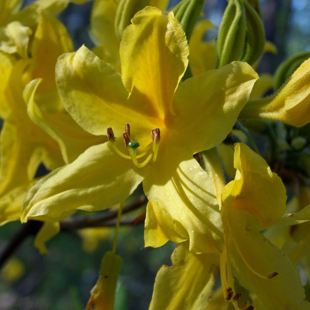 Azalea luteum