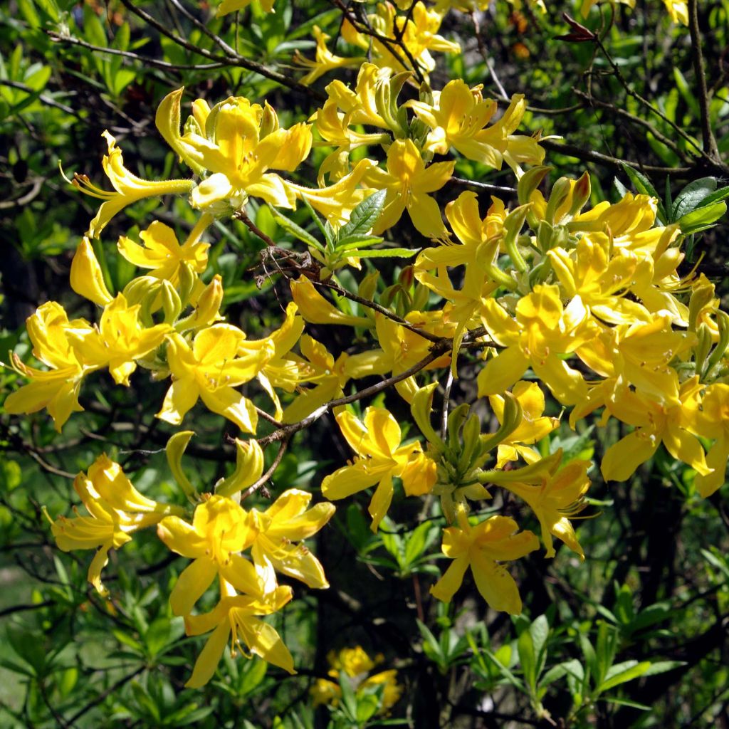 Azalea luteum