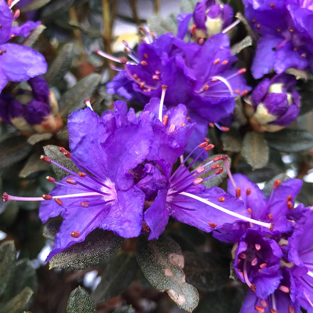 Rhododendron nain Azurika