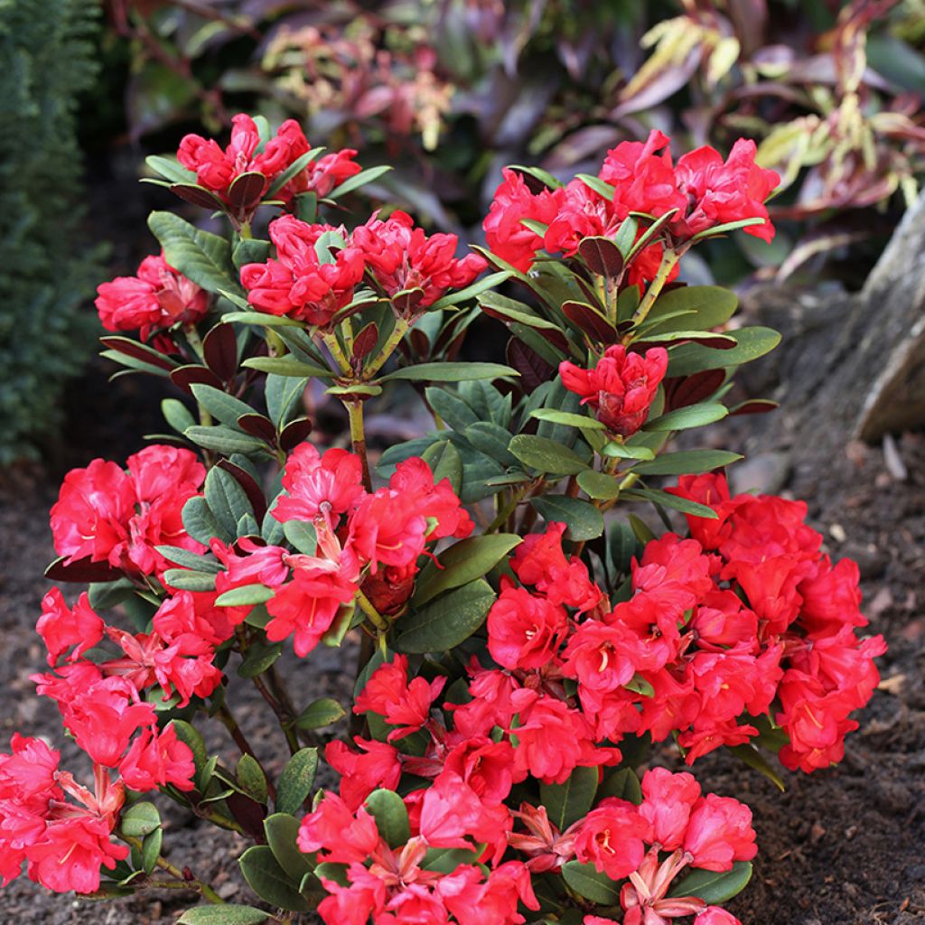 Rhododendron neriiflorum Burletta