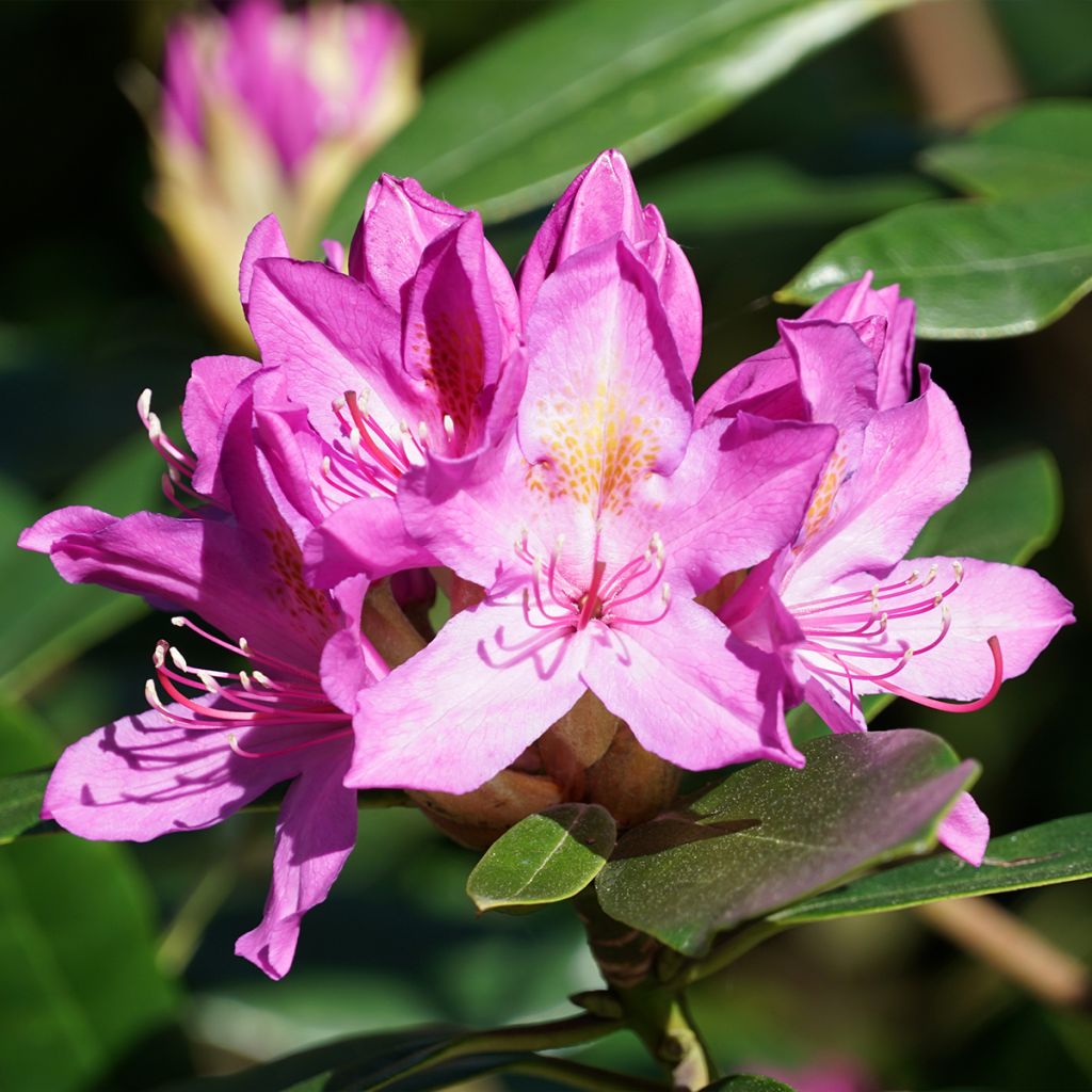 Rhododendron ponticum Roseum