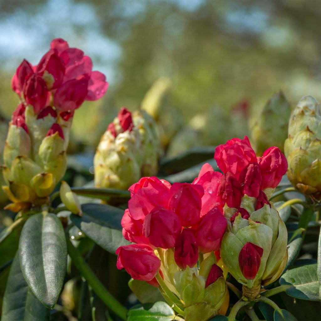 Rhododendron yakushimanum Dopey