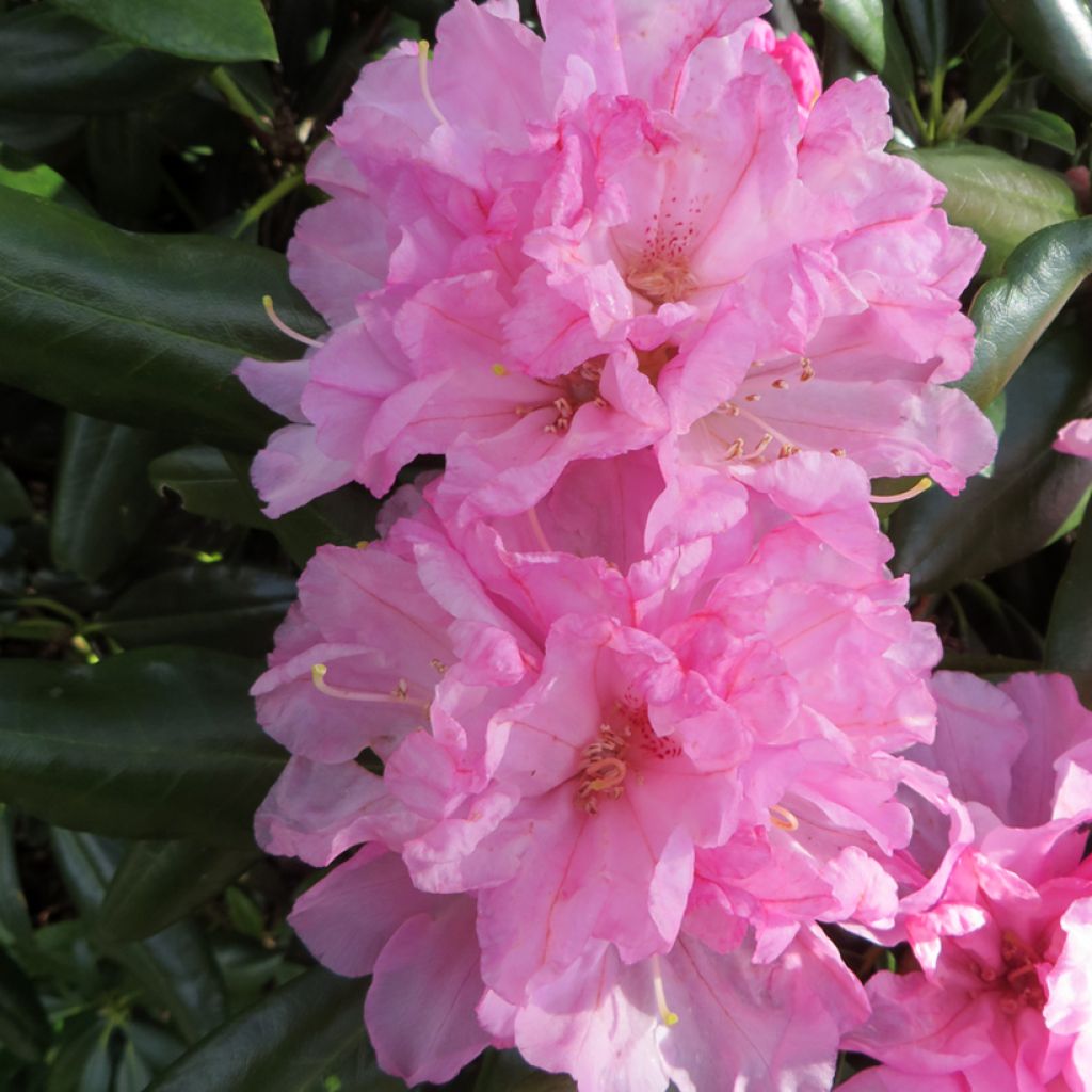 Rhododendron yakushimanum Kalinka