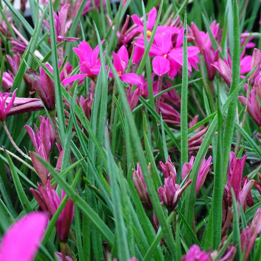 Rhodohypoxis Fairytale - Rhodoxis