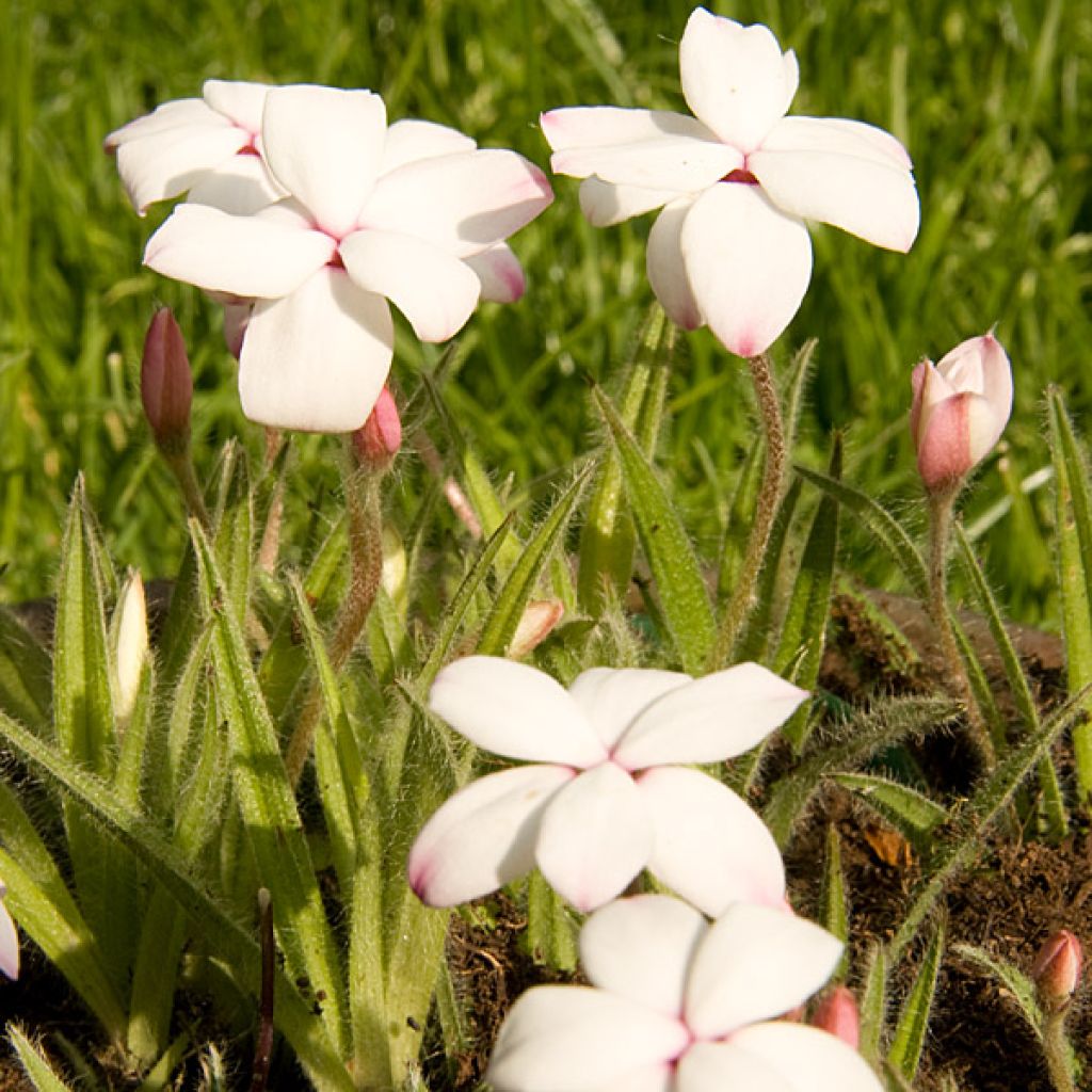 Rhodohypoxis White Princess